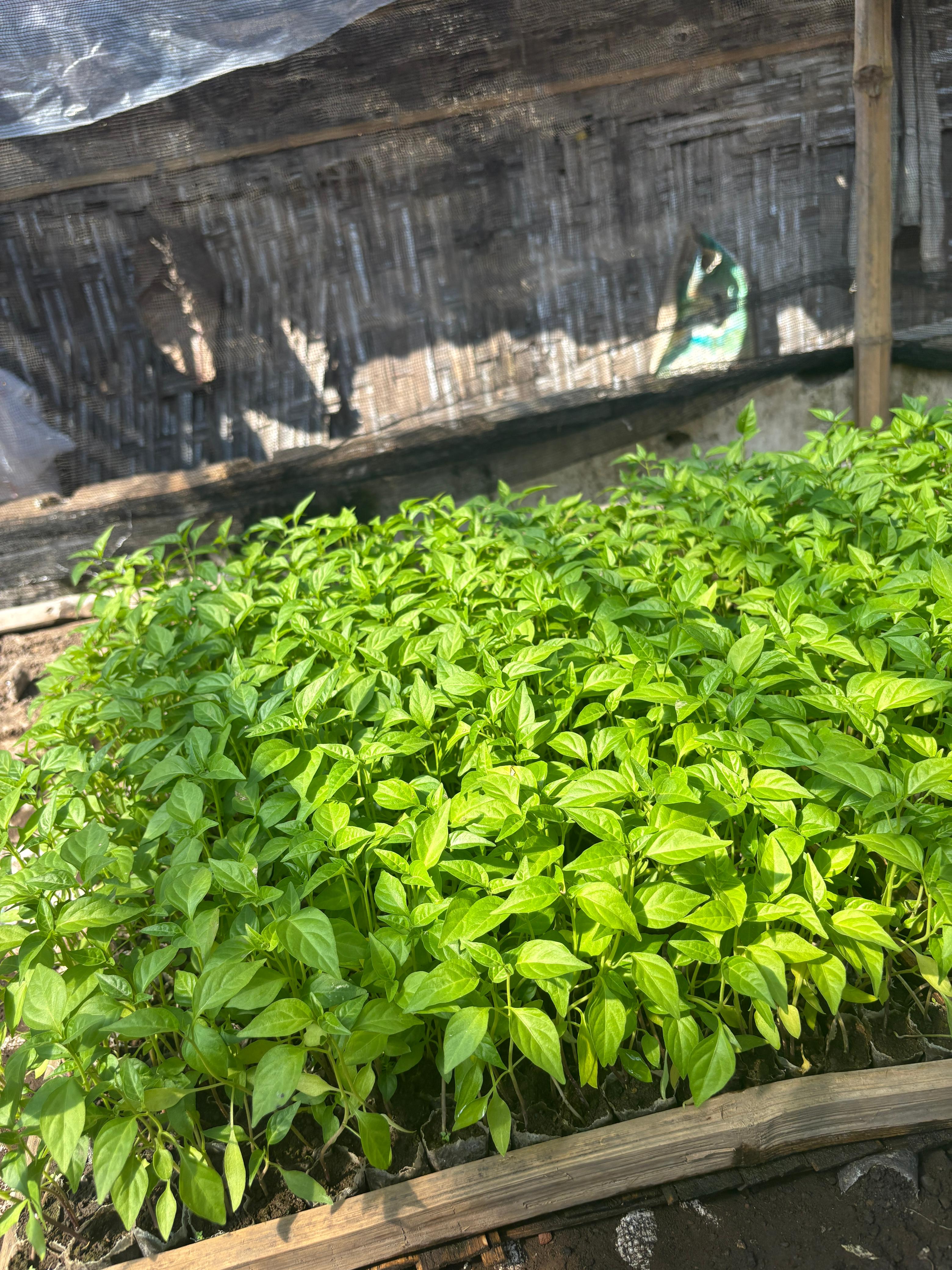 bibit cabai rawit pelita f8